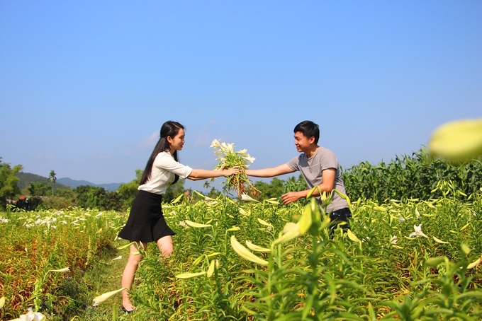 Người dân Huế thu hàng chục triệu đồng mỗi vụ hoa loa kèn